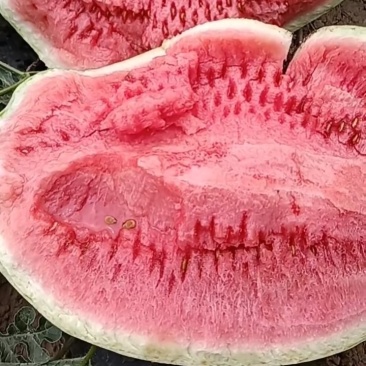 硒砂瓜石头地生长，日照足温差大，瓤红汁多，甜脆爽口