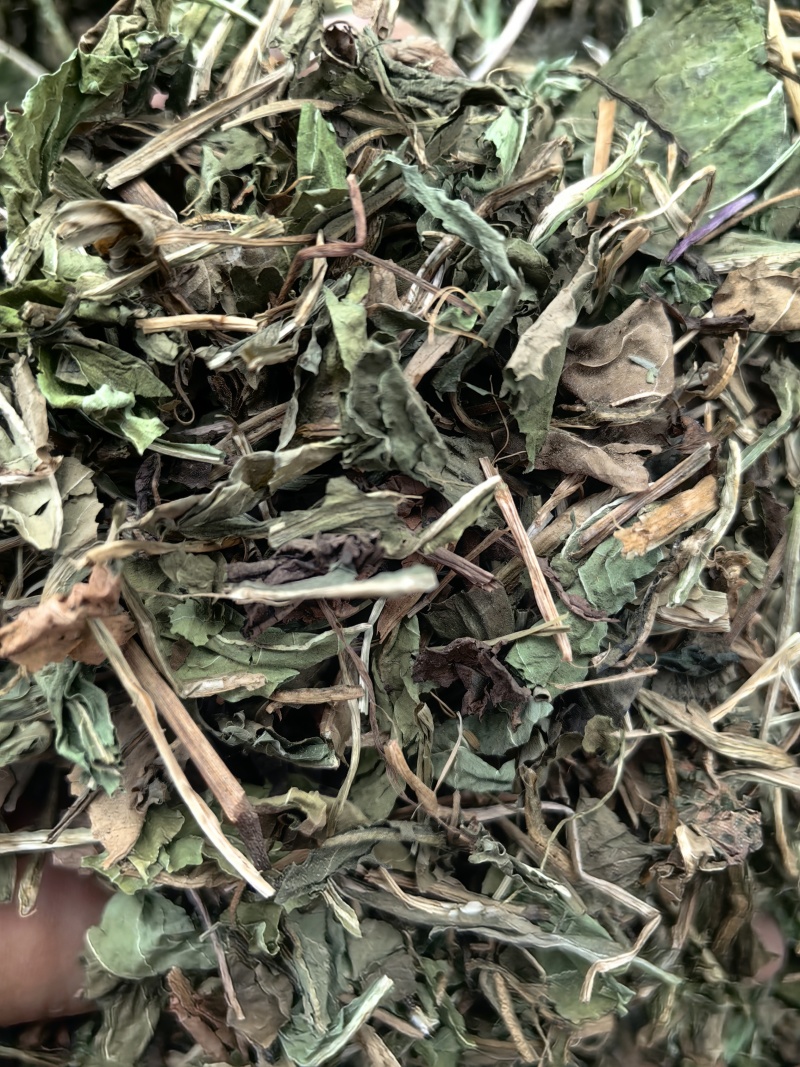 蒲公英婆婆丁颜色青可打粉新货批发各种中药材