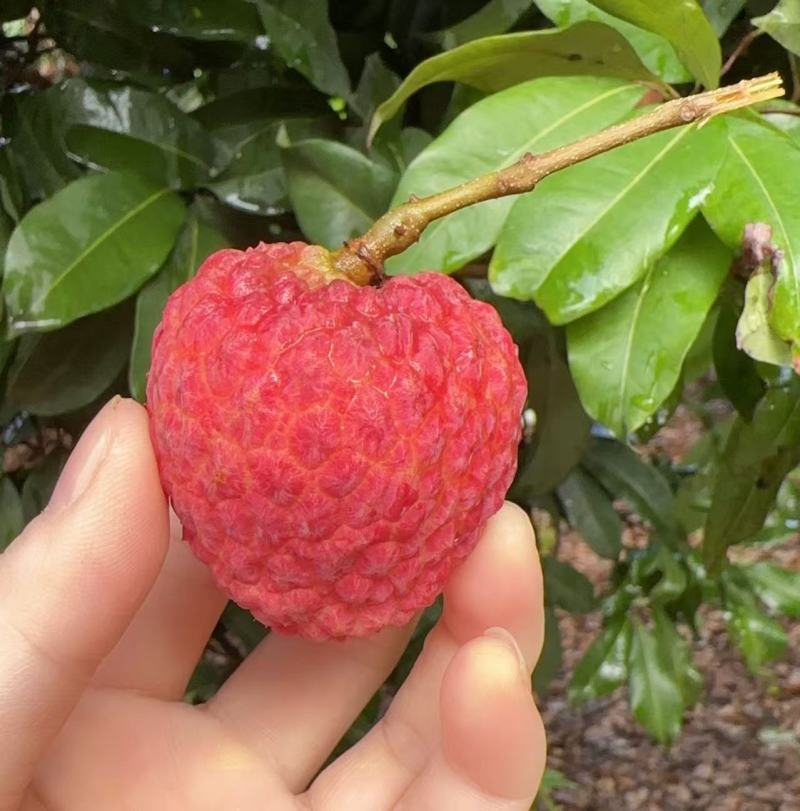 仙进奉荔枝东莞出产果场直发