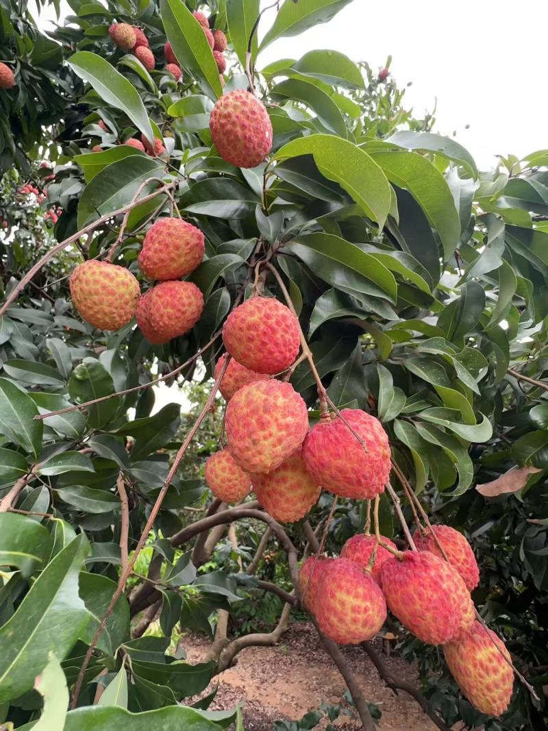 仙进奉荔枝东莞出产果场直发