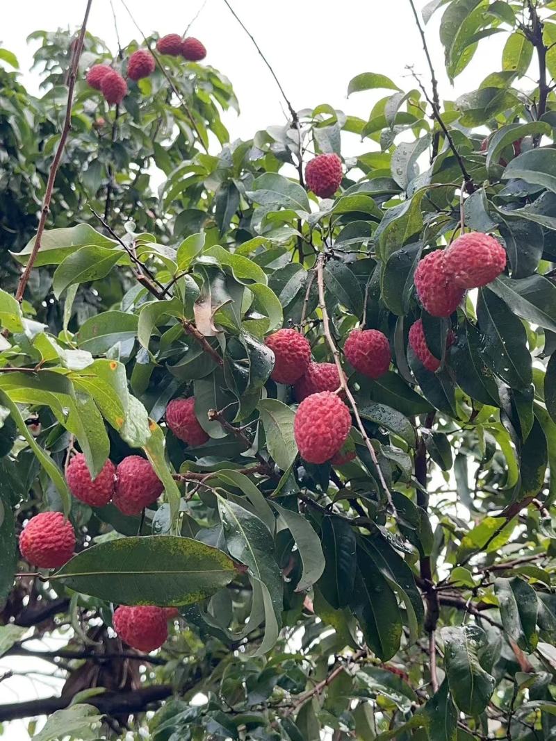 仙进奉荔枝东莞出产果场直发