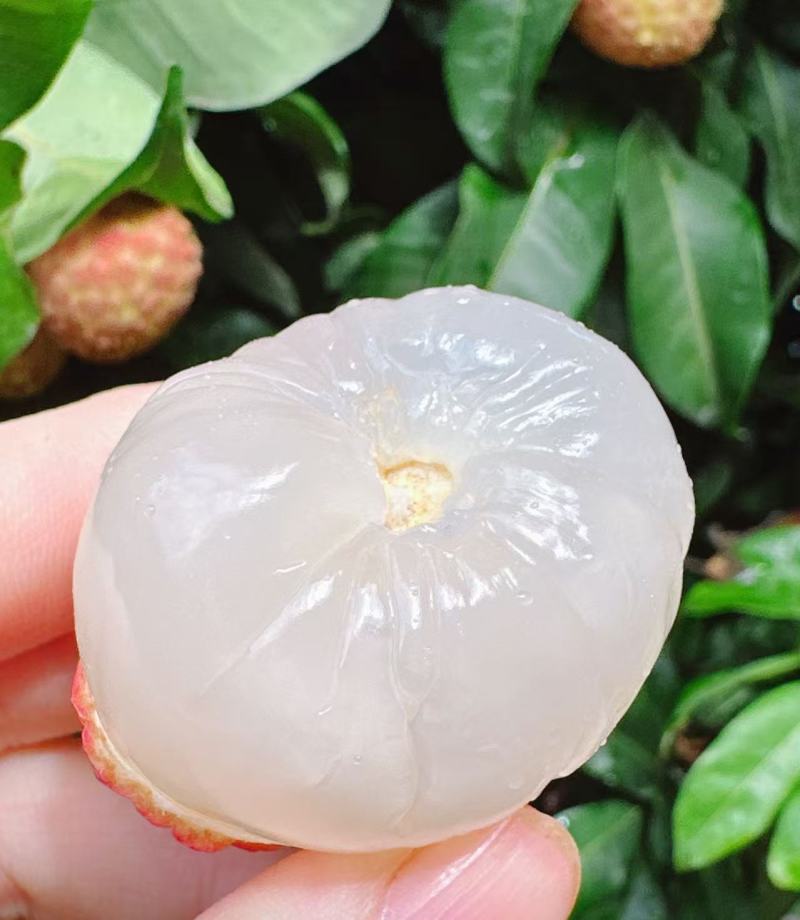 仙进奉荔枝东莞出产果场直发