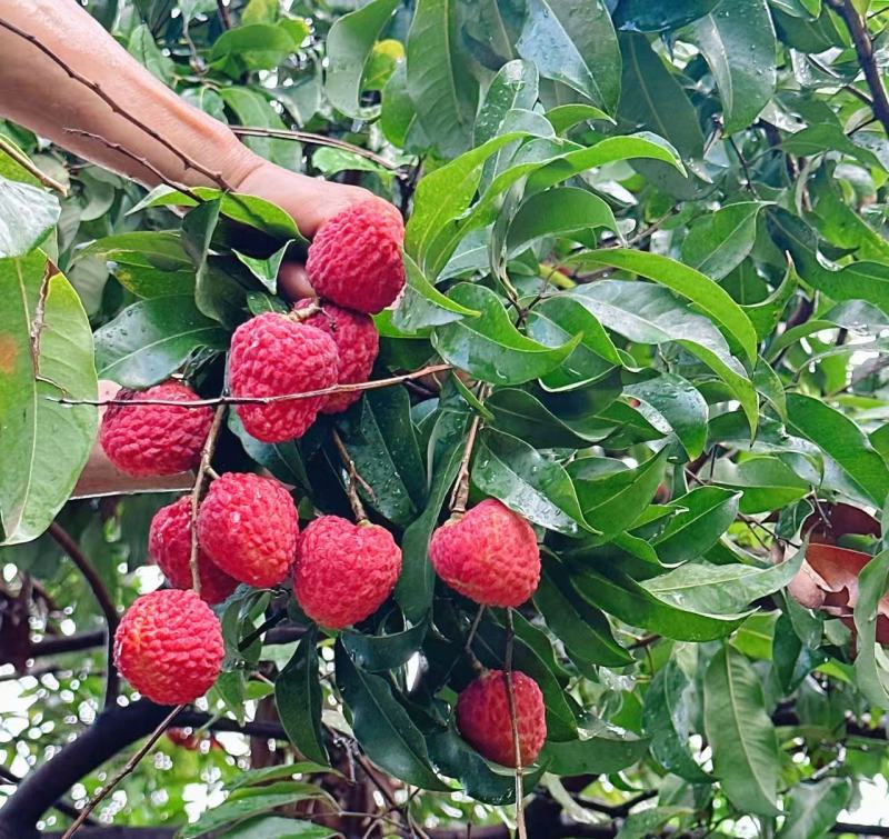 仙进奉荔枝东莞出产果场直发