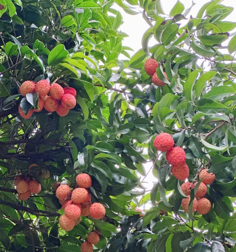 仙进奉荔枝东莞出产果场直发