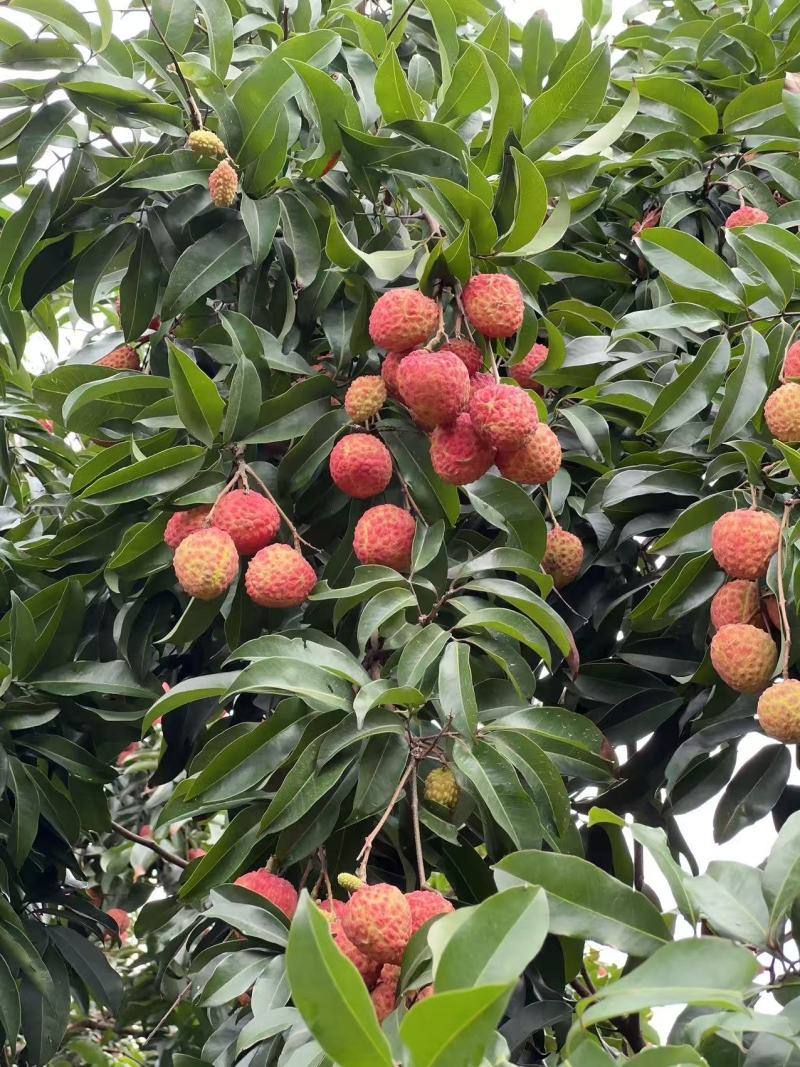 仙进奉荔枝东莞出产果场直发