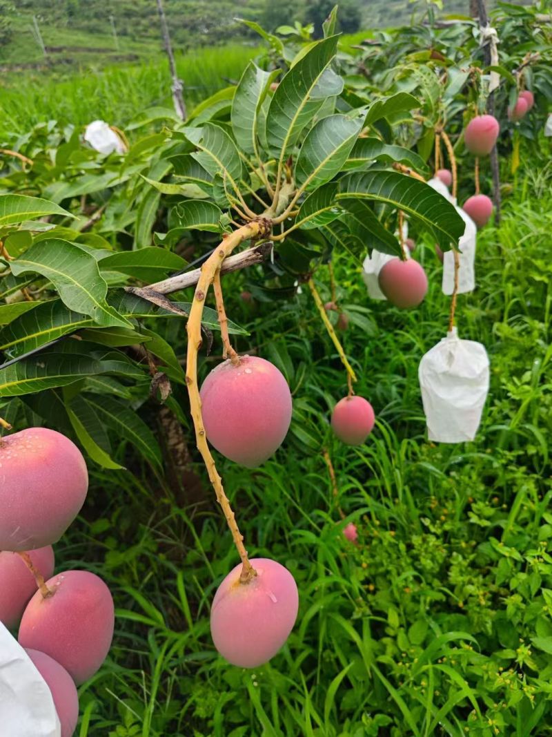 攀枝花白袋和黄袋热龙芒一手货源对接市场批发和商超
