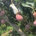 攀枝花白袋和黄袋热龙芒一手货源对接市场批发和商超