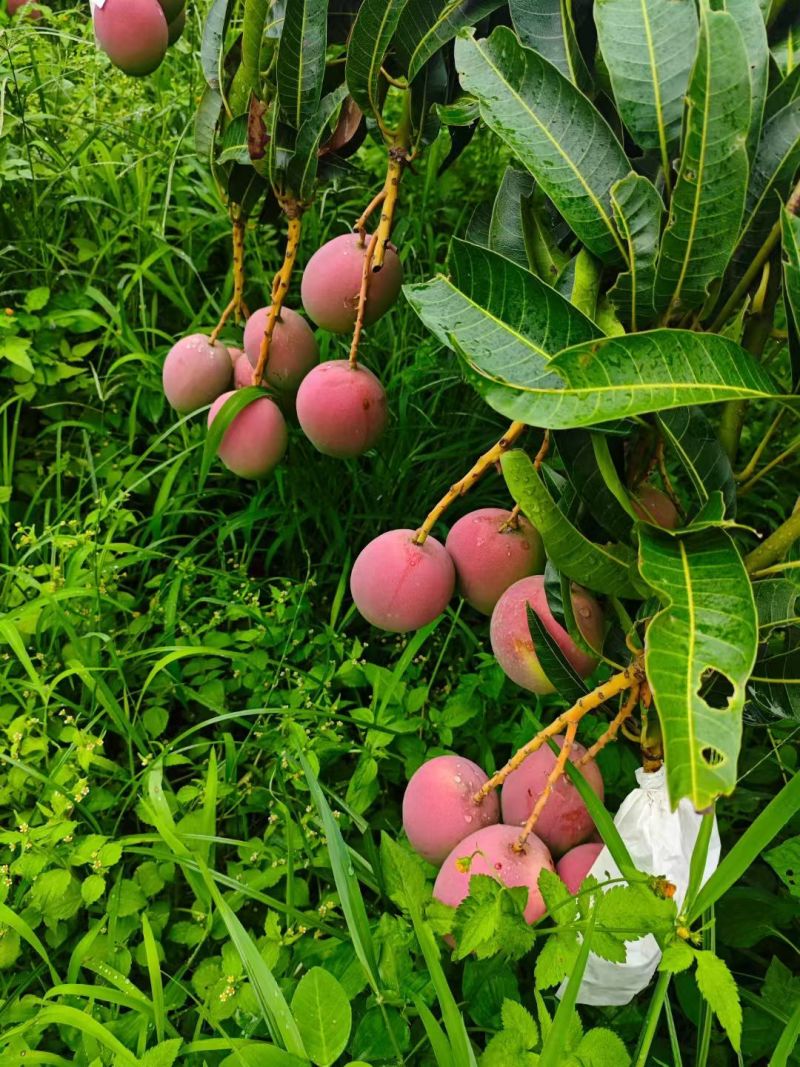 攀枝花白袋和黄袋热龙芒一手货源对接市场批发和商超