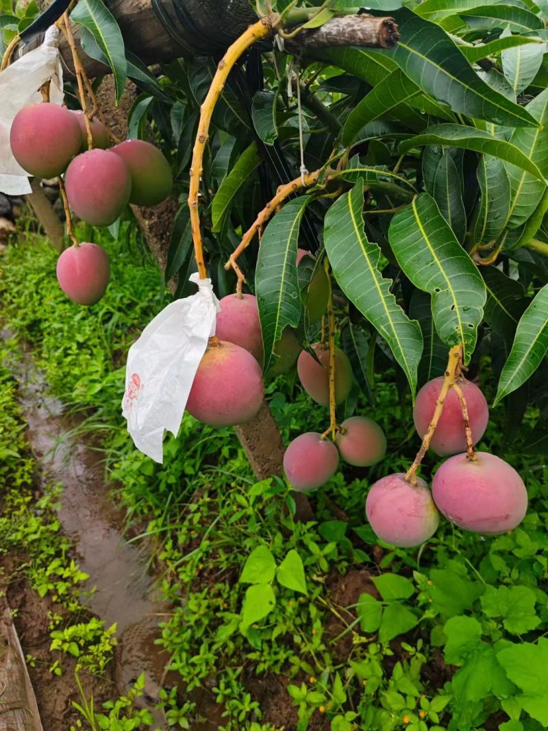 攀枝花白袋和黄袋热龙芒一手货源对接市场批发和商超