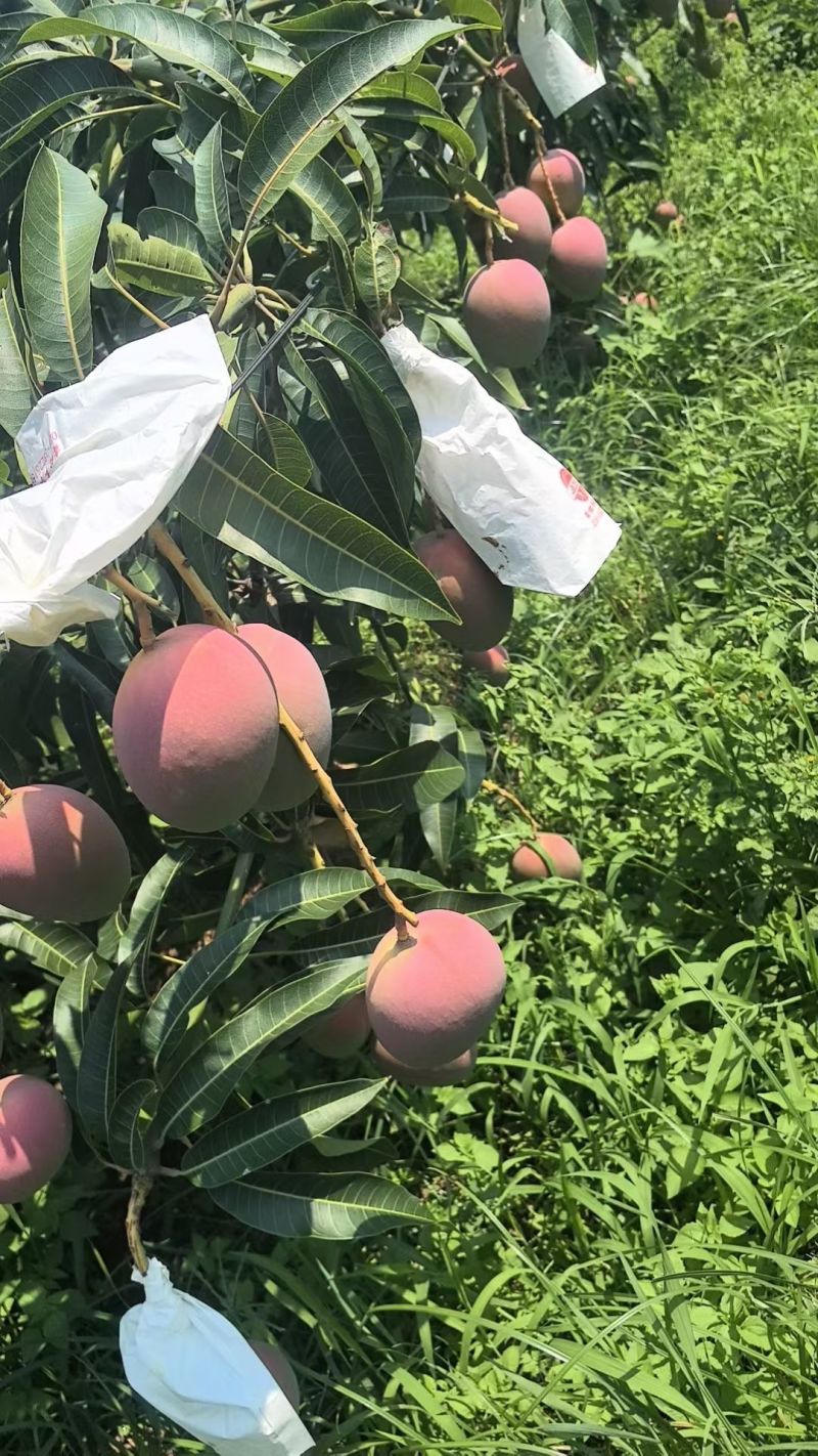 攀枝花白袋和黄袋热龙芒一手货源对接市场批发和商超