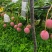 攀枝花白袋和黄袋热龙芒一手货源对接市场批发和商超