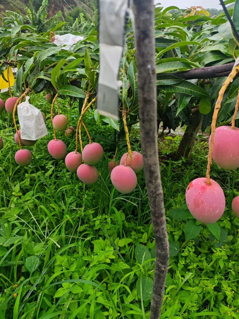 攀枝花白袋和黄袋热龙芒一手货源对接市场批发和商超