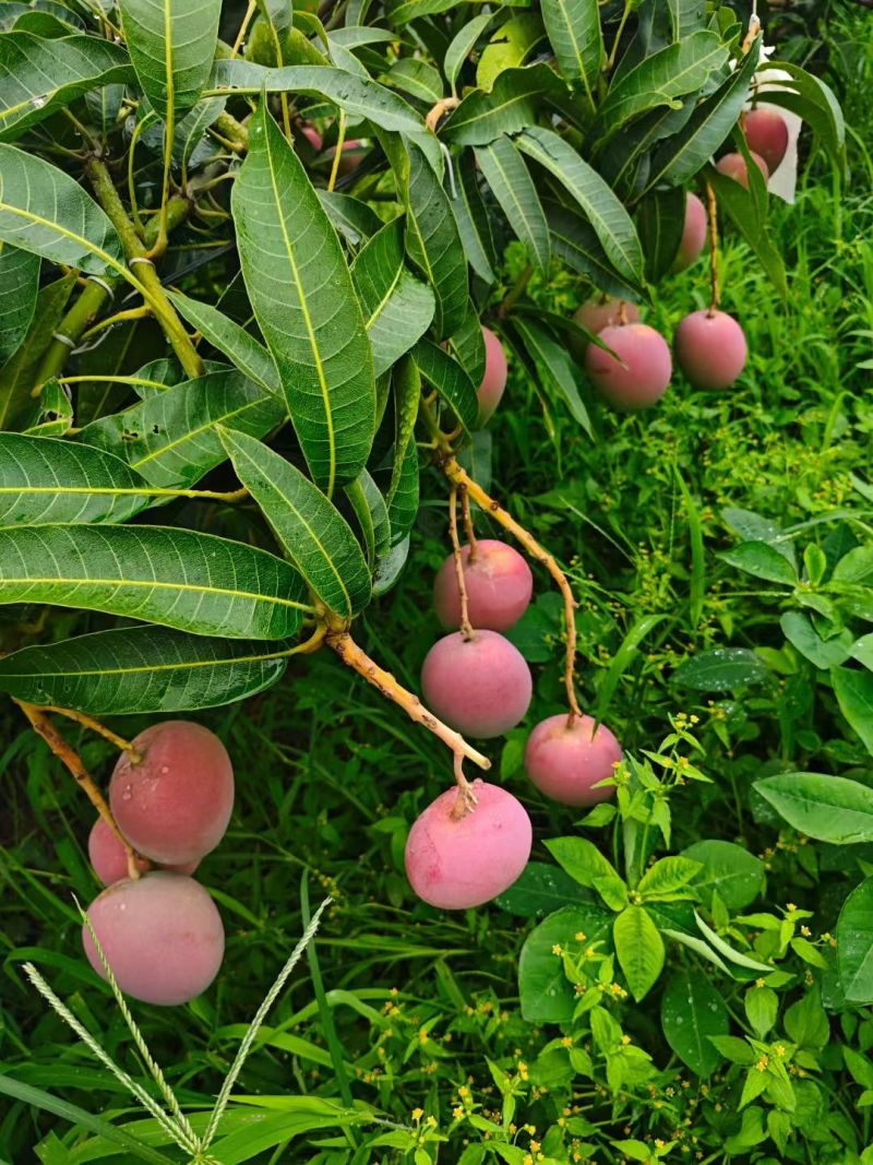 攀枝花白袋和黄袋热龙芒一手货源对接市场批发和商超