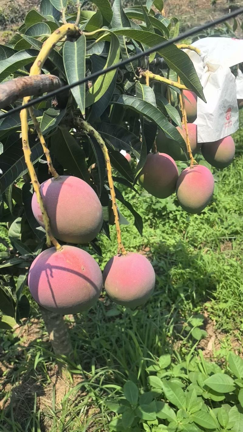 攀枝花白袋和黄袋热龙芒一手货源对接市场批发和商超