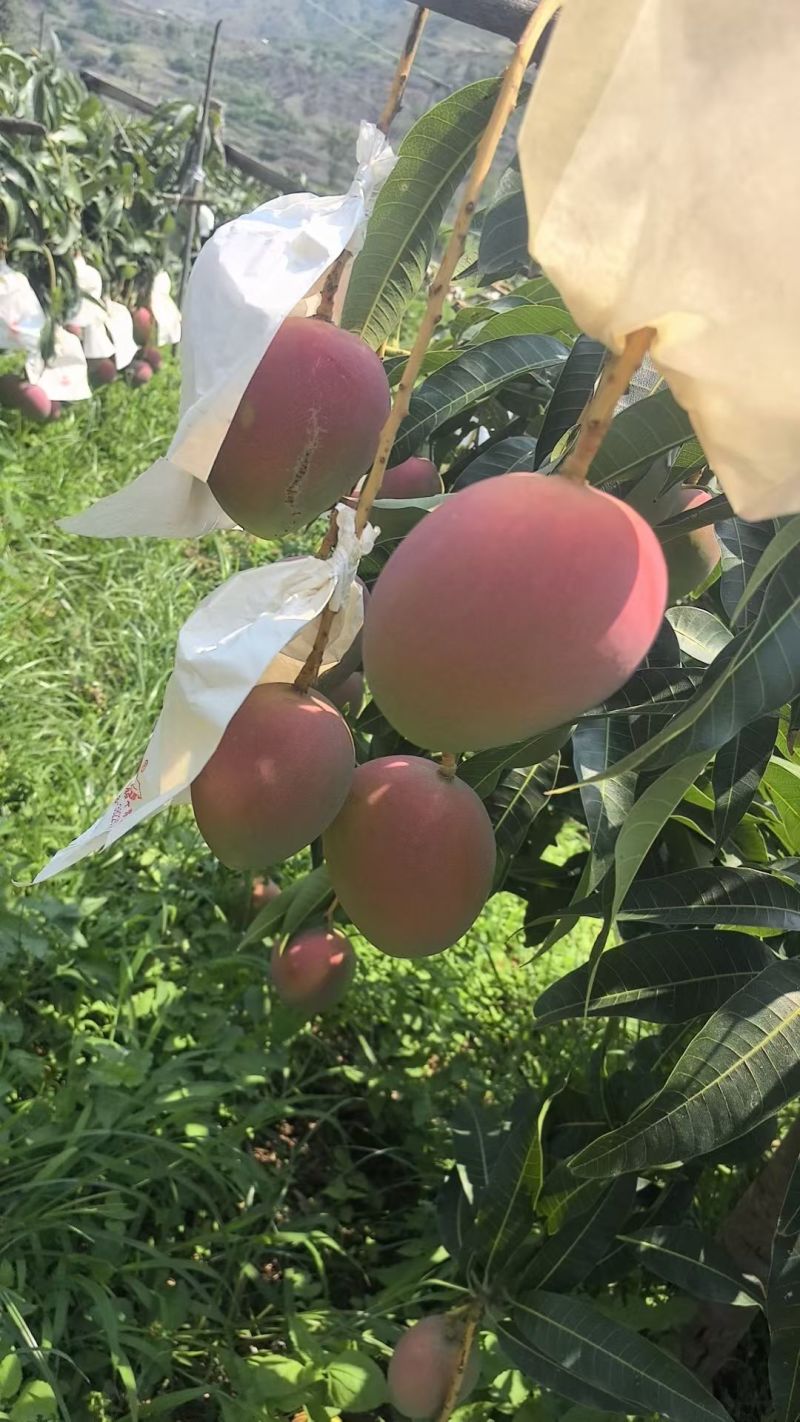 攀枝花白袋和黄袋热龙芒一手货源对接市场批发和商超