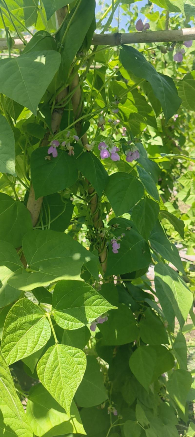 红花四季豆基地直发一手货源诚信经营