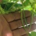 红花四季豆基地直发一手货源诚信经营