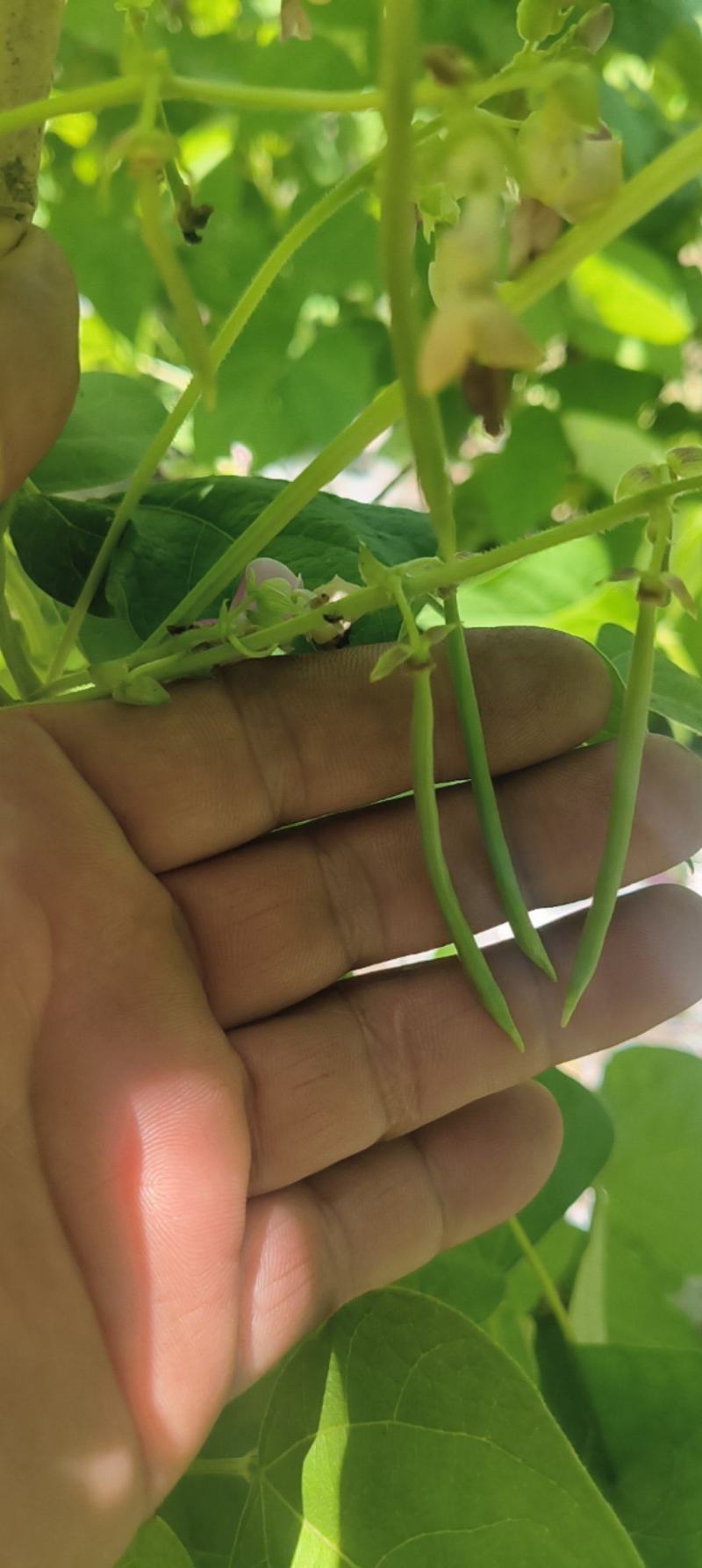 红花四季豆基地直发一手货源诚信经营