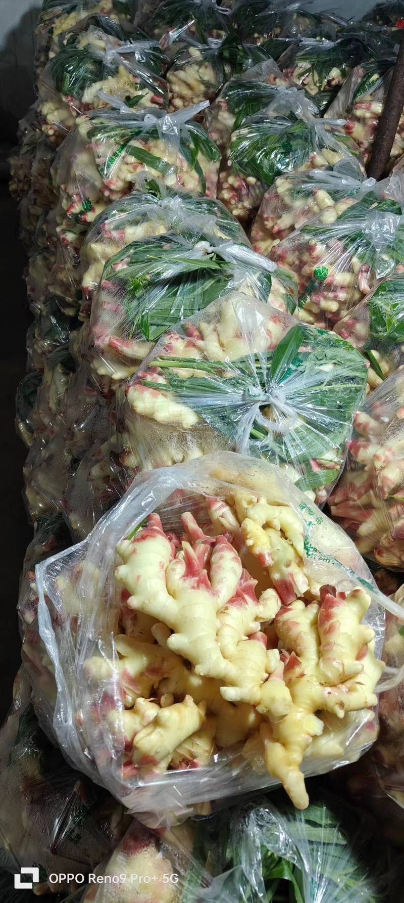 精品云南生姜大量上市产地直发，品质保证，服务周到诚信经营
