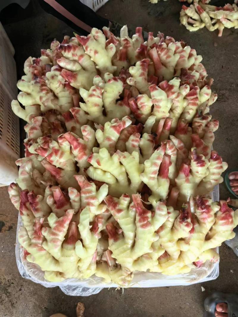 精品云南生姜大量上市产地直发，品质保证，服务周到诚信经营