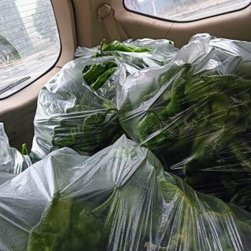 新鲜辣椒量大品质好