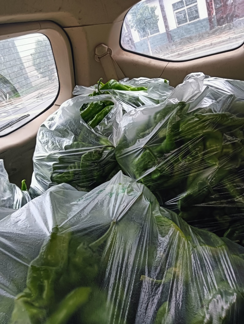 新鲜辣椒量大品质好