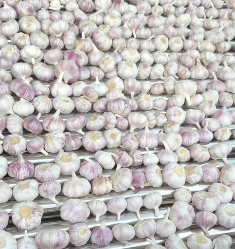 江苏邳州市精品大蒜