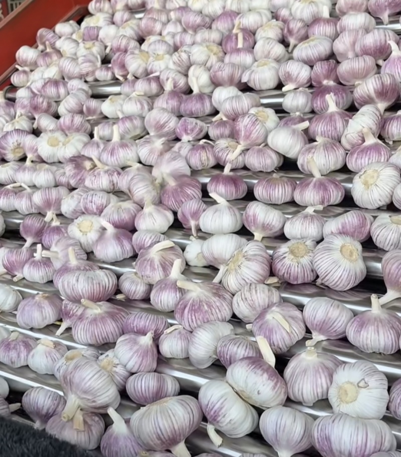 江苏邳州市精品大蒜
