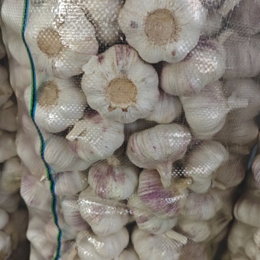 江苏邳州市精品大蒜