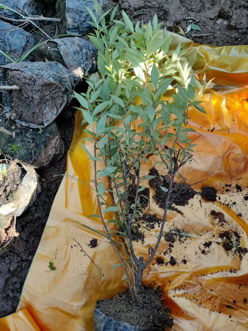 陕西绣线菊营养杯麻叶绣线菊金艳绣线菊