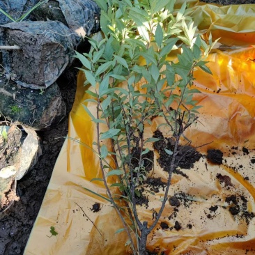 陕西绣线菊营养杯麻叶绣线菊金艳绣线菊