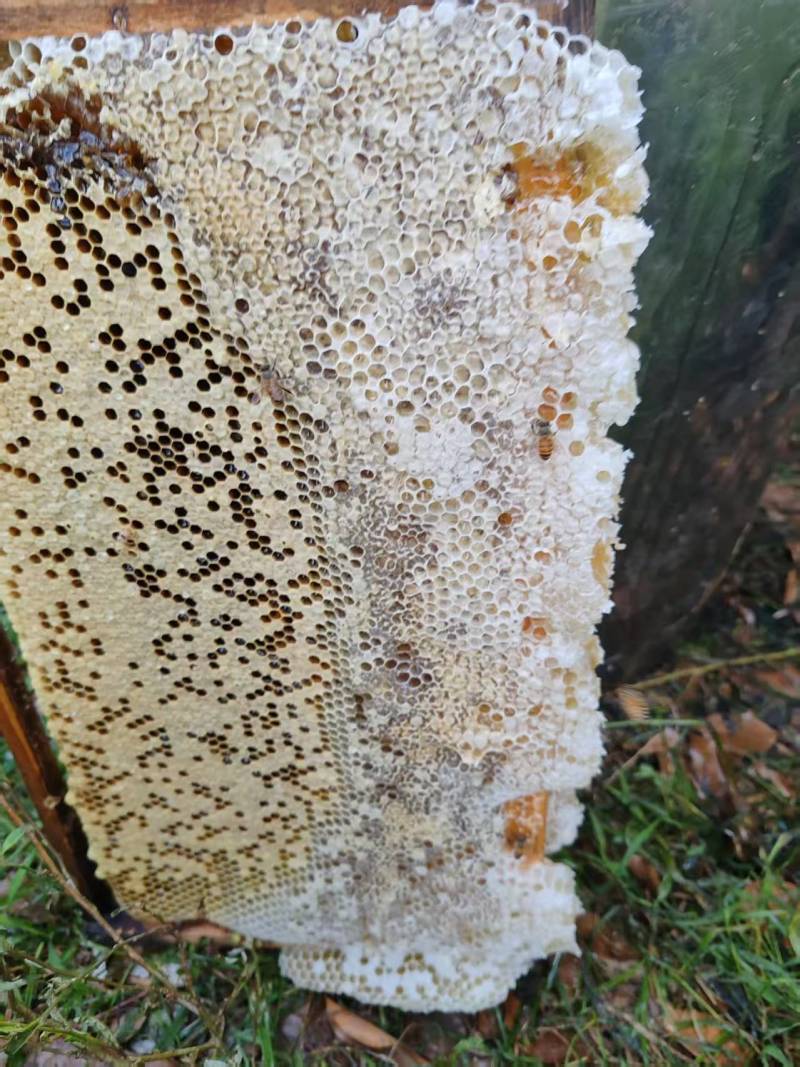 福建***无造假蜂蜜乌桕木百花蜜400斤