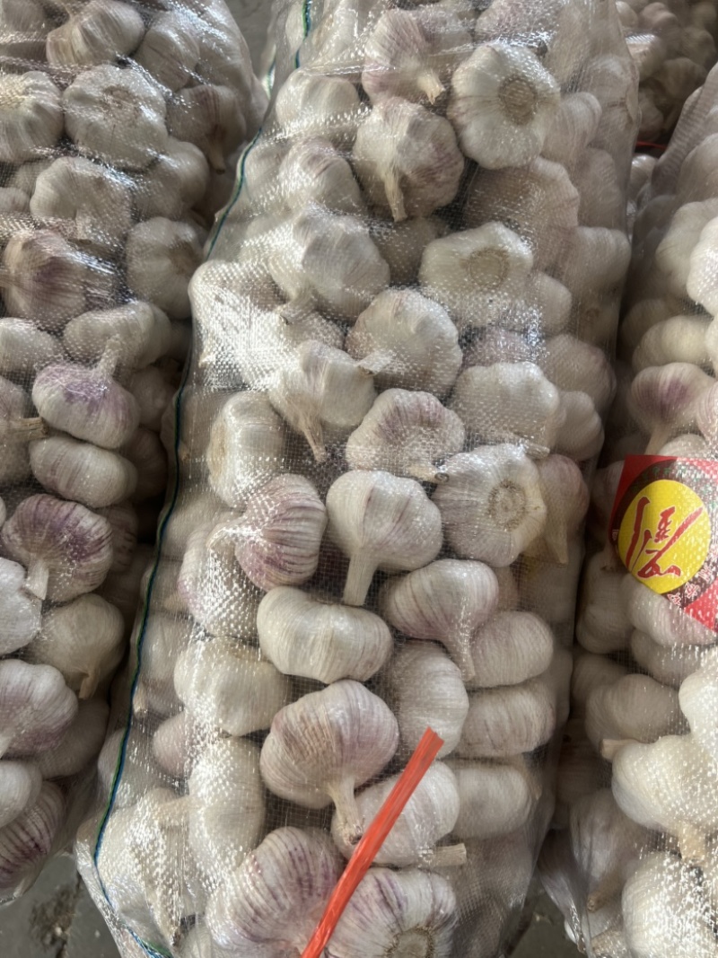 精品邳州库内净蒜2025年大蒜个头大品质好