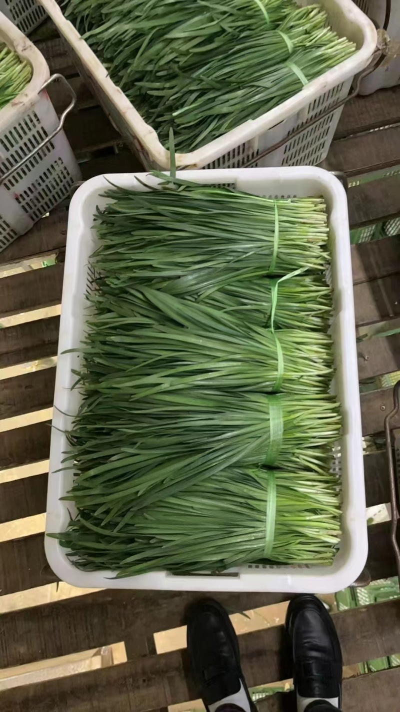云南韭菜大量上市产地直发，品质保证，诚信经营