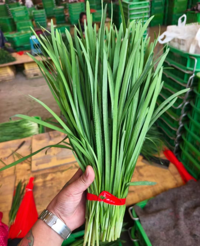 云南韭菜大量上市产地直发，品质保证，诚信经营