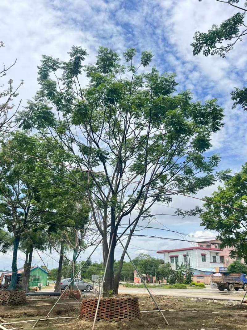 苦楝丛生单杆