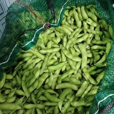 市场货代采新鲜毛豆基地采购，外接全国市场招合作商