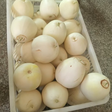 甜瓜