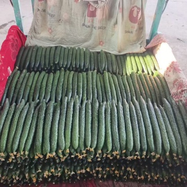 精品黄瓜