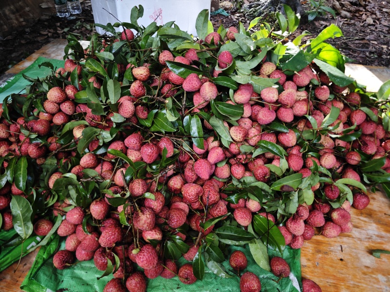 广东增城仙进奉荔枝