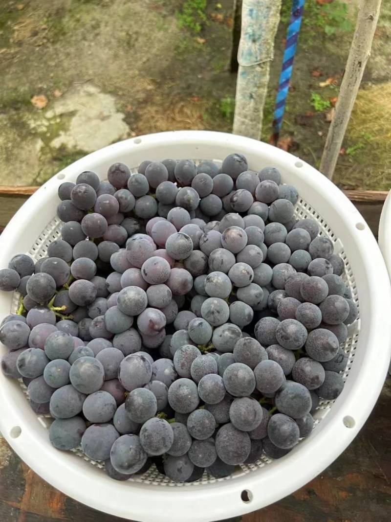 福安巨峰葡萄超甜葡萄一级果