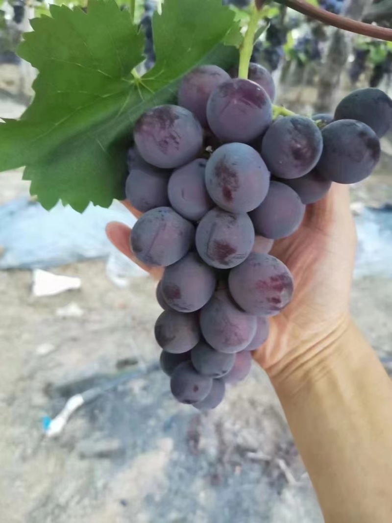 福安巨峰葡萄超甜葡萄一级果