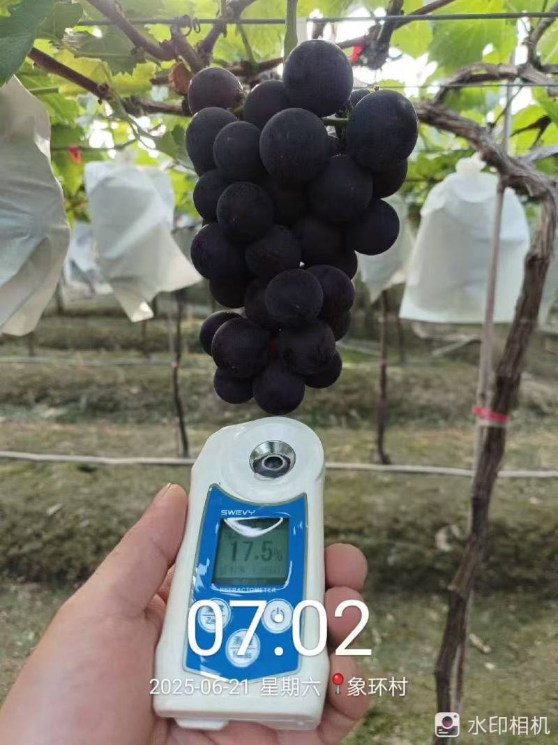 福安巨峰葡萄超甜葡萄一级果