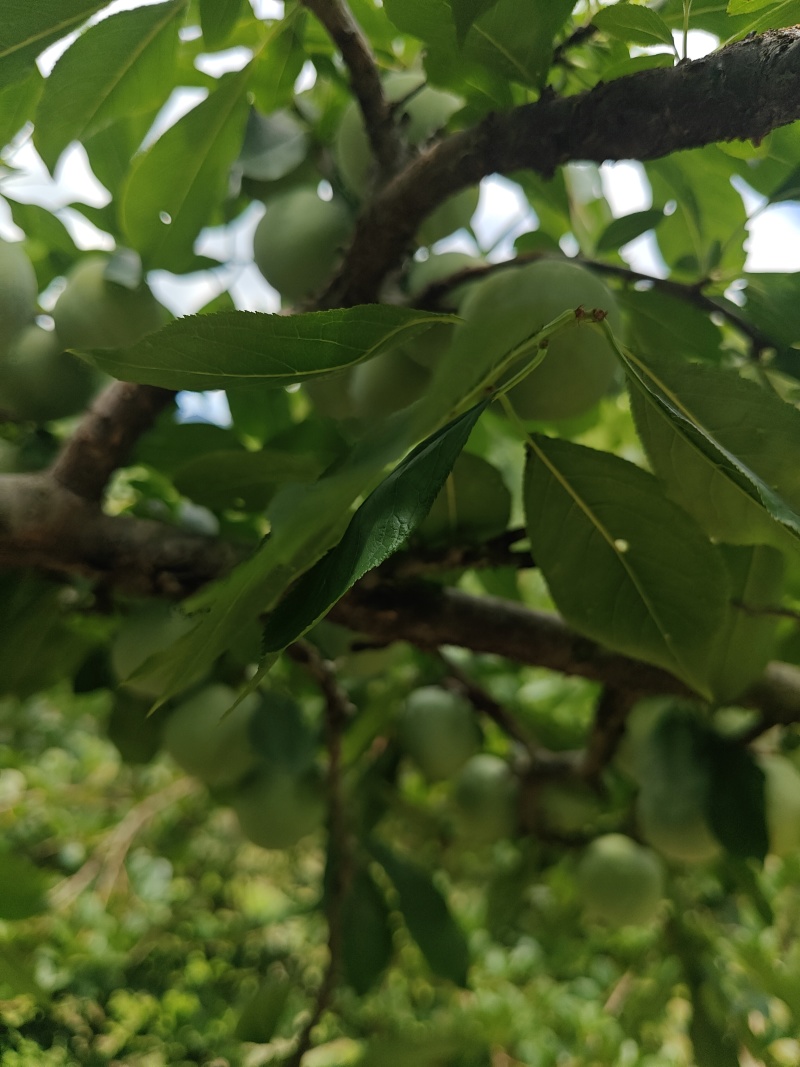 7月20号左右大量出芙蓉李，有需求的老板联系我。