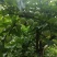 7月20号左右大量出芙蓉李，有需求的老板联系我。
