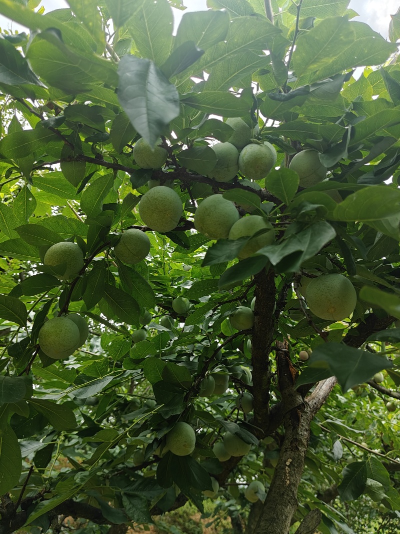 7月20号左右大量出芙蓉李，有需求的老板联系我。