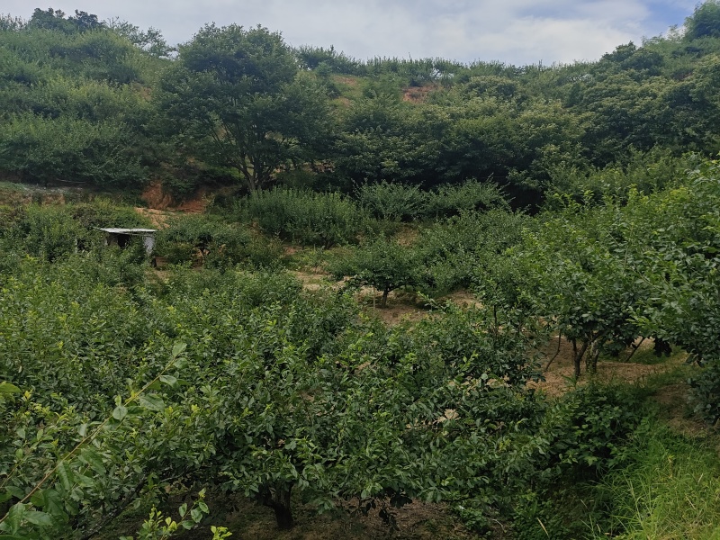 7月20号左右大量出芙蓉李，有需求的老板联系我。