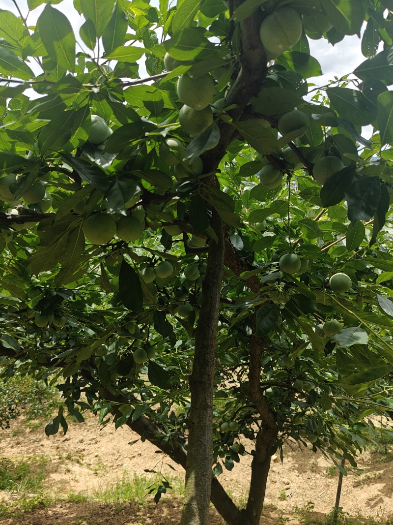 7月20号左右大量出芙蓉李，有需求的老板联系我。