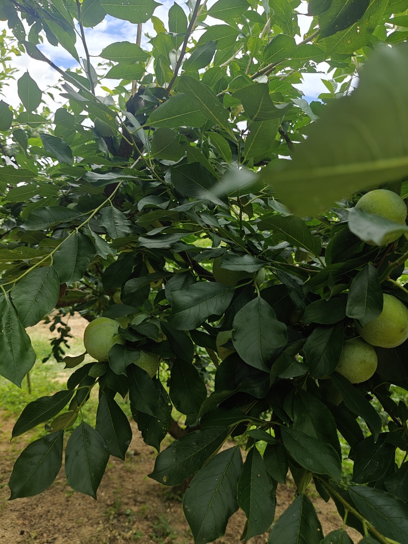 7月20号左右大量出芙蓉李，有需求的老板联系我。