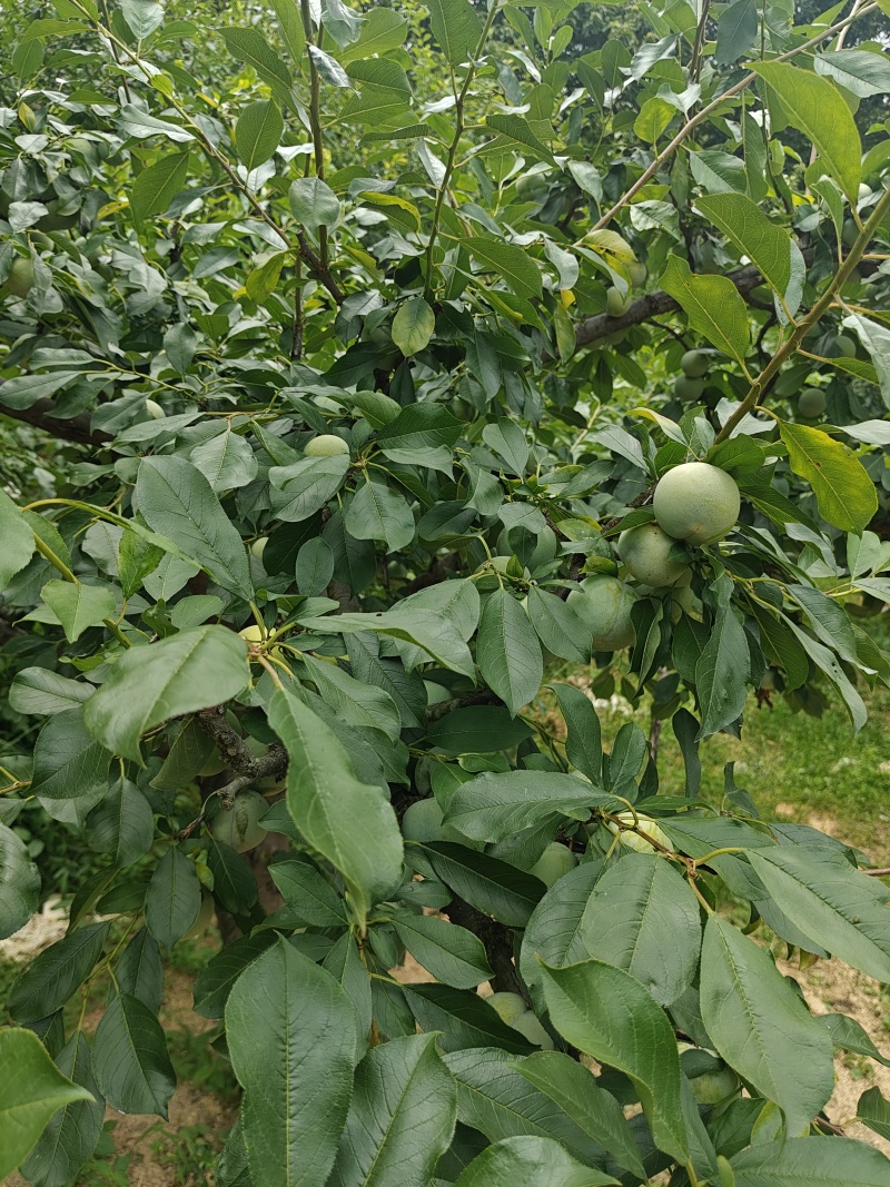 7月20号左右大量出芙蓉李，有需求的老板联系我。